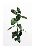 Ficus PURE Boutique Ficus Branch Poster (zonder lijst) 50 x 70 cm
