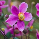 Arborix Bol 6 x Anemone hupehensis 'Splendens' - Herfstanemoon pot 9x9 cm