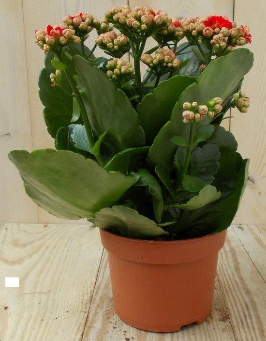 Warentuin natuurlijk - 2 stuks! Kalanchoe rood