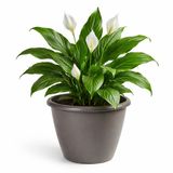 Mega Collections Plantenpot / bloempot Essence Lima - kunststof - taupe - binnen/buiten - D40 x H32 cm