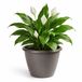 Mega Collections Plantenpot / bloempot Essence Lima - kunststof - taupe - binnen/buiten - D40 x H32 cm