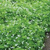 Arborix Bol 6 x Galium Odoratum - Lieve-Vrouwe-Bedstro pot 9x9cm