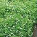 Arborix Bol 6 x Galium Odoratum - Lieve-Vrouwe-Bedstro pot 9x9cm