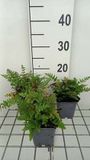 GRDplanten Groendecor Tuinarchitectuur 6x Botte Schildvaren - Woodsia obtusa | 9x9 cm pot