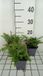 GRDplanten Groendecor Tuinarchitectuur 6x Botte Schildvaren - Woodsia obtusa | 9x9 cm pot