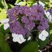 Arborix Bol Hydrangea Aspera Sargentiana - Hortensia 25 - 30 cm in pot