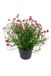 Louis Maes Sterbloem h24 cm p cerise kunstbloemen