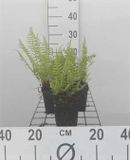 GRDplanten Groendecor Tuinarchitectuur 6x Wijfjesvaren - Athyrium filix-femina | 9x9 cm pot