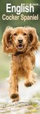 English Cocker Spaniel Slim