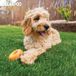 Cockapoo 2025 Traditionele kalender