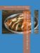 Forest Kusum: Collected Stories & Recipes: Special Hardcover Edition with Bonus Tales