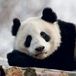 Presco Panda Kalender 2027 Wandkalender Dieren 60 cm x 3293 cm