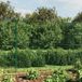 Clôture en treillis-grillage de jardin métallique vert 1,4x25 m acier galvanisé