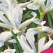 JUB - Iris Frozen Planet