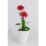 ARTIFICIELLES Dimhaut Composition Coupe Gerberas Artificiels Vase Porcelaine H 52 Cm - Rouge-noir