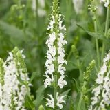 Arborix Salvia 6 x Salvia Nemorosa 'Schneehuegel' - Salie pot 9x9cm