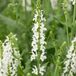 Arborix Salvia 6 x Salvia Nemorosa 'Schneehuegel' - Salie pot 9x9cm