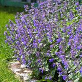 Bloomique - Set van 3 - Nepeta Faassenii - Kattenkruid - Blauwe Bloemen - Winterhard - Hoogte 10-20 cm - Pot 9x9 cm