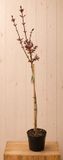 Warentuin Natuurlijk Acer Platanoides Noorse Esdoorn 'Crimson Sentry' 160 cm Warentuin Natuurlijk