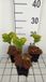 GRDplanten Groendecor Tuinarchitectuur 6x Salomonszegel - Polygonatum commutatum | 9x9 cm pot