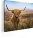 Artaza Canvas Schilderij Schotse Hooglander Koe In Het Veld - 50x40 cm - Canvas Print