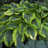 Bol 6 x Hosta 'Aureomarginata'-Hartlelie pot 9x9cm