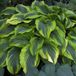 Bol 6 x Hosta 'Aureomarginata'-Hartlelie pot 9x9cm