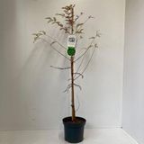 GRDplanten Groendecor Tuinarchitectuur Taxodium distichum - Moerascipres | 80-100 cm pot