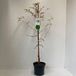 GRDplanten Groendecor Tuinarchitectuur Taxodium distichum - Moerascipres | 80-100 cm pot