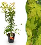 Plantenboetiek.nl | Acer palmatum Orange Dream - Japanse Esdoorn - Bladverliezend - Oranje - Ø26cm - 80-90cm hoog - Tuinplant