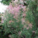 Arborix Tamarix Pink Cascade - Tamariks 60-80 cm in pot