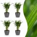 Plantenboetiek.nl Areca Lutescens - Goudpalm - 4 Planten - met Potter Grijs - Ø12cm - 35-45cm hoog
