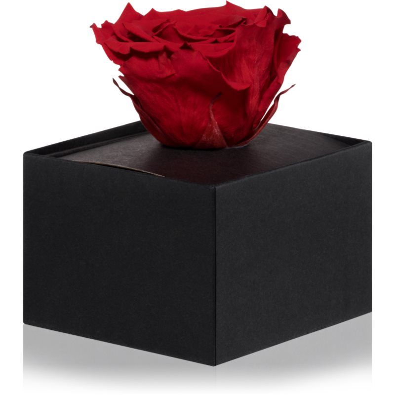 RoseAmor Red
