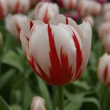 QFB Gardening Tulp Happy Generation® | 10 stuks | Rood | Wit | Tulpenbollen