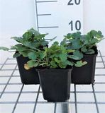 GRDplanten Groendecor Tuinarchitectuur 6x Damastbloem - Heuchera briz. 'Schneewittchen' | 9x9 cm pot