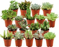 Green Boutiq ZynesFlora Mini Succulenten Mix in Ø 5,5 cm Plantenpot - 18 Stuks - Hoogte: 5-10 cm - Echte Succulent Vetplant Gemakkelijke Kamerplant
