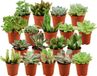 Green Boutiq ZynesFlora Mini Succulenten Mix in Ø 5,5 cm Plantenpot - 18 Stuks - Hoogte: 5-10 cm - Echte Succulent Vetplant Gemakkelijke Kamerplant