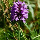 Arborix Brunel 6 x Prunella Grandiflora (Violet) - Pot 9x9cm