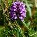Arborix Brunel 6 x Prunella Grandiflora (Violet) - Pot 9x9cm