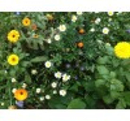 Veldbloemenonline.nl Veldbloemen Mini Wildbloemen meerjarig 1 kilo