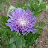 Arborix Stokesia 6 x Stokesia Laevis - Stokkruid pot 9x9cm