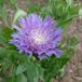Stokesia 6 x Stokesia Laevis - Stokkruid pot 9x9cm