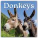 Comello Donkeys kalender 2027 Wandkalender