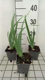 GRDplanten Iris 6x Baardiris 'Rose' | 9x9 cm pot