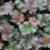 Arborix Heuchera 6 x 'Stormy Seas' - Purperklokje Pot 9x9 cm - Golvend Paars Blad