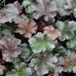 Arborix Heuchera 6 x 'Stormy Seas' - Purperklokje Pot 9x9 cm - Golvend Paars Blad