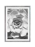 Komar Fotolijst hout Stone Silver met kunst poster "Succulent Closeup" als set - 50x70 cm
