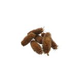 GLOREX 6 7026 900 Set van 6 decoratieve distelkoppen voor tafel-, wand- of deurdecoratie
