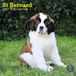 Baker & Bray Sint Bernard Kalender 2027