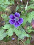 GRDplanten Groendecor Tuinarchitectuur 6x Ooievaarsbek - Geranium nodosum 'Clos du Coudray' | 9x9 cm pot